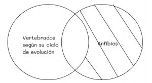 Mentefacto vertebrados 9.jpg