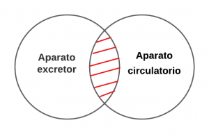 P3.2.- Ningún aparato excretor es aparato circulatorio.